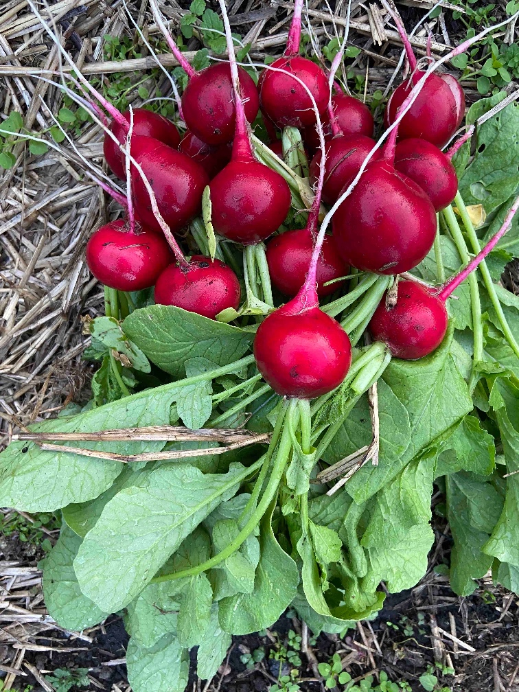 Rover radishes from the garden